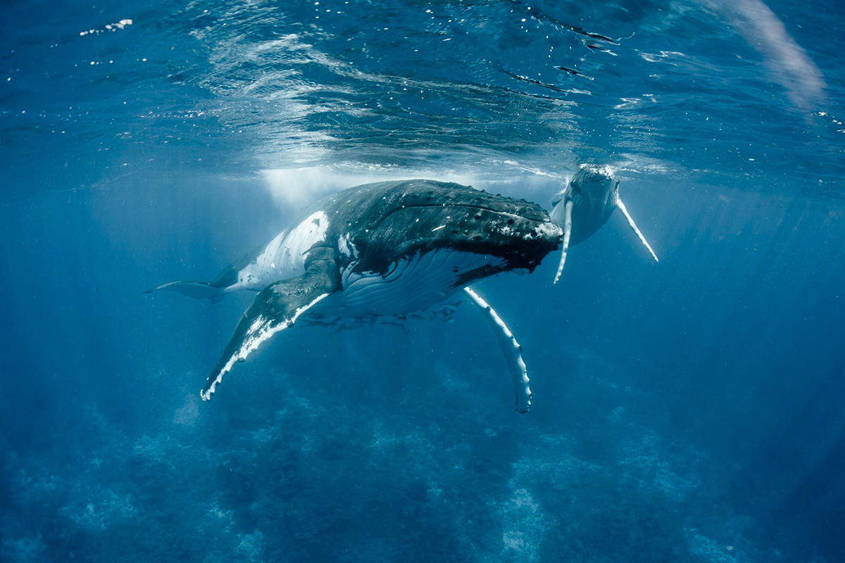 Observation des baleines a Bora Bora